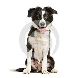 Panting 5 months old puppy border collie dog sitting against white background