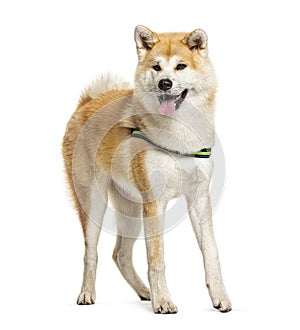 Panting Akita Inu standing in front of a white background