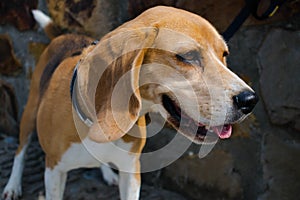 Panting beagle dog at summer. Tongue illness mouth open breath