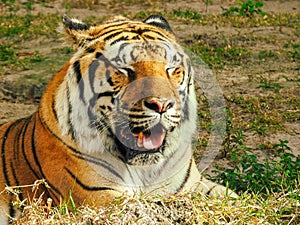 Panting Bengal Tiger