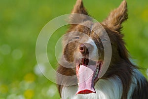 Panting border collie dog in the summer heat