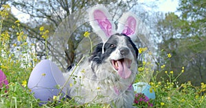 Panting border collie dog wearing bunny ears for Easter. Outside laying in grass and flowers with Easter eggs