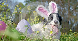 Panting border collie dog wearing pink bunny ears for Easter. Outside laying in grass with Easter eggs