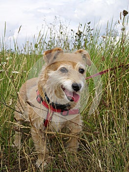 Cute dog in long grass