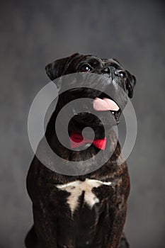 Panting cute gentleman boxer dog is sitting with mouth open