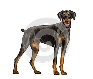 Panting Doberman dog standing against white background