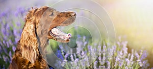Panting dog in a lavender field - banner