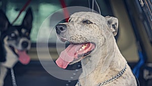 Panting Dog Left In Hot Car