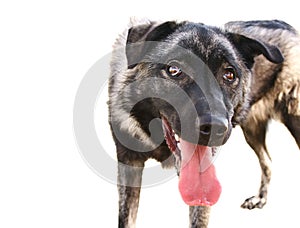 Panting dog with tongue out