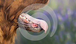 Panting drooling pet dog in a hot summer day, tongue and mouth