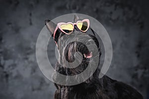 Panting fashion doggy with sunglasses against dark background