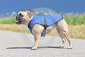 Panting French Bulldog dog wearing cooling vest harness to lower body temperature on hot summer day