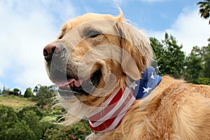 Golden Retriever Dog with Patriotic Scarf photo