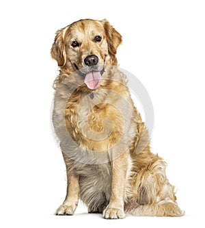 Panting Golden Retriever dog sitting in front of white
