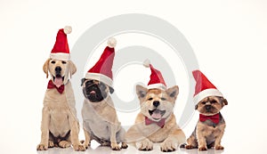 Panting group of little santa claus dogs wearing christmas hats