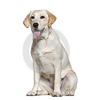 Panting Labrador retreiver, isolated