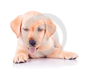 Panting labrador retriever puppy dog lying down