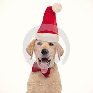 Panting labrador retriever puppy dog wearing santa claus red hat is looking to side