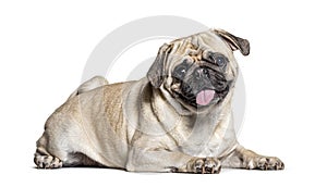 Panting lazy Pug lying down, isolated