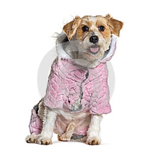 Panting Mongrel dog wearing a pink coat, Isolated on white