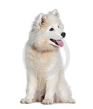 Panting Puppy four months old Samoyed dog, sitting isolated on white