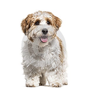 Panting Puppy Havanese dog, 5 months old, isolated