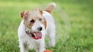 Panting puppy in summer, dog tongue, face and nose