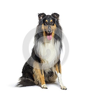 Panting Rough Collie dog sit in front and looking at the camera