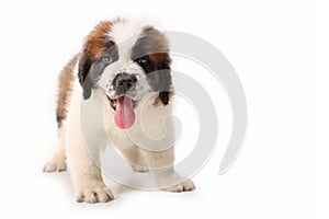 Panting Saint Bernard Puppy on White