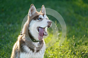 Panting Siberian Husky with blue eye at the green grass