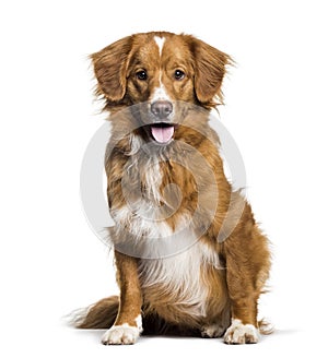 Panting Toller, 2 months, sitting against white background