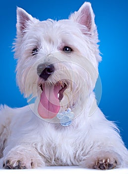 Panting westie