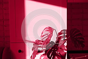 Pantone 2023. Viva magenta floral background. Color of the year 2023. Monstera Cheese Plant, natural background for