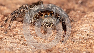 Pantropical Jumping Spider