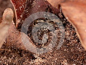 Pantropical Jumping Spider