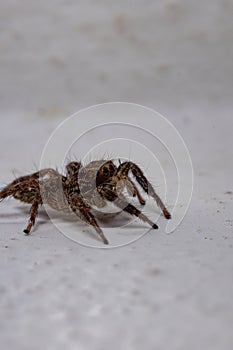 Pantropical Jumping Spider