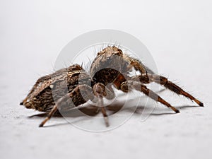 Pantropical Jumping Spider