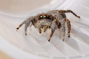 Pantropical Jumping Spider