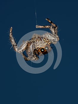 Pantropical Jumping Spider photo