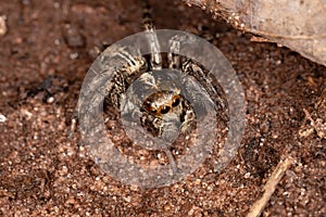 Pantropical Jumping Spider photo