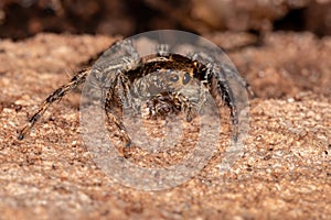 Pantropical Jumping Spider photo