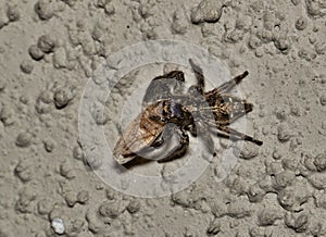 Pantropical Jumping Spider with prey.