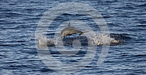 Pantropical Spotted Dolphin, Stenella attenuata photo