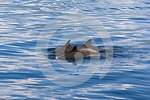 Pantropical Spotted Dolphin Stenella attenuata