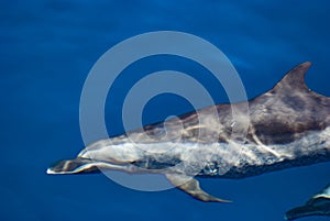 Pantropical Spotted Dolphin Stenella attenuata photo