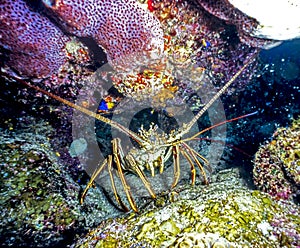 Panulirus argus, the Caribbean spiny lobster