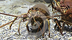 A Panulirus interruptus, or California Spiny Lobster