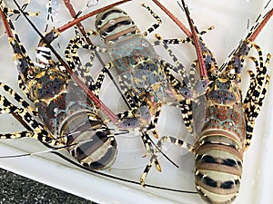 Panulirus ornatus or Ornate spiny lobster or Yellow-ring spiny lobster for sale at Seafood Market in Phuket, Thailand.