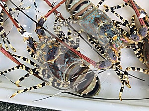 Panulirus ornatus or Ornate spiny lobster or Yellow-ring spiny lobster for sale at Seafood Market in Phuket, Thailand.