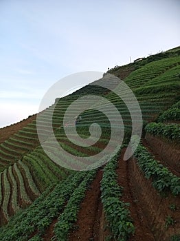 Panyaweuyan terasering in Majalengka with potatoes plant and green onions